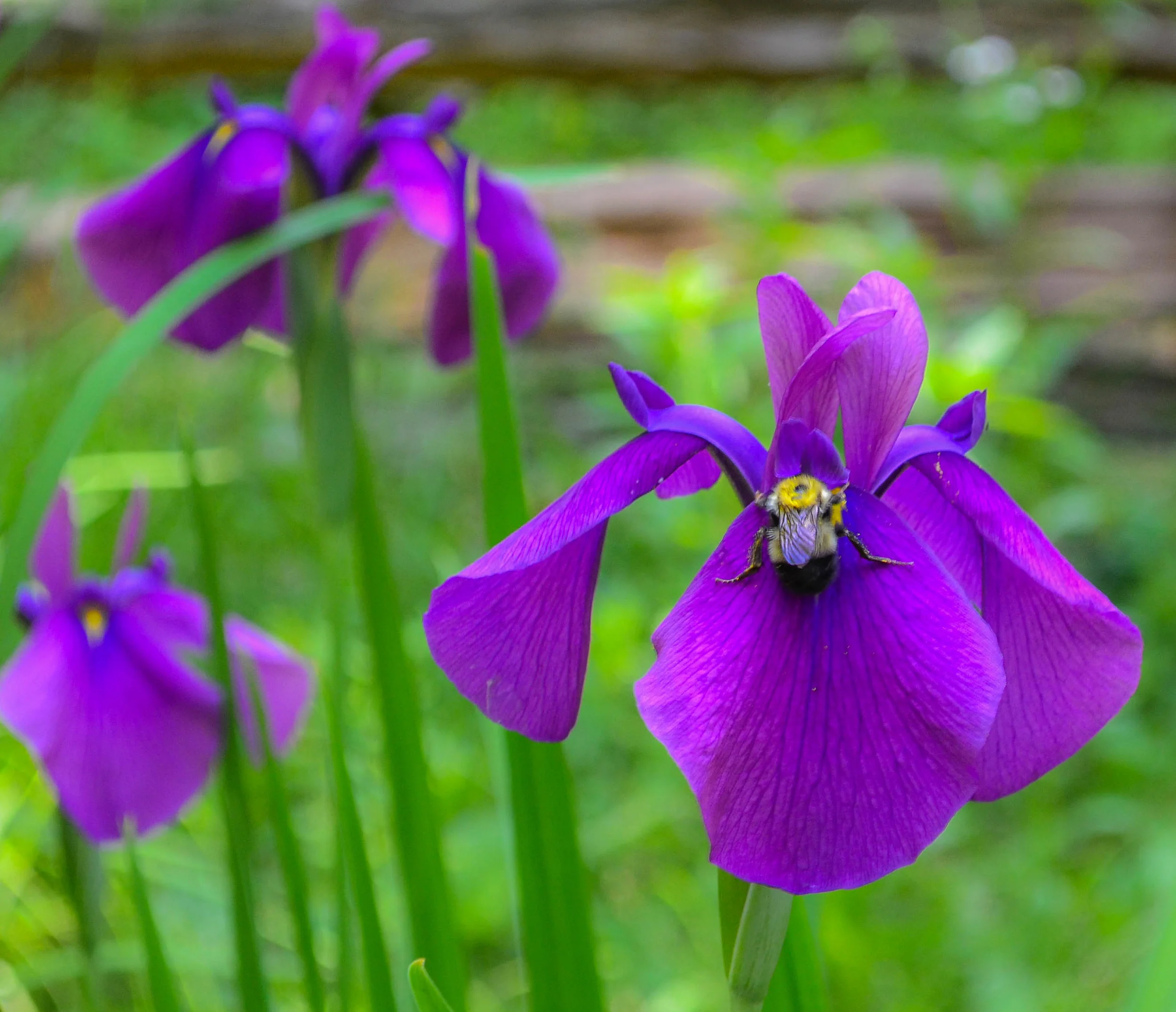 Iris Bliss
