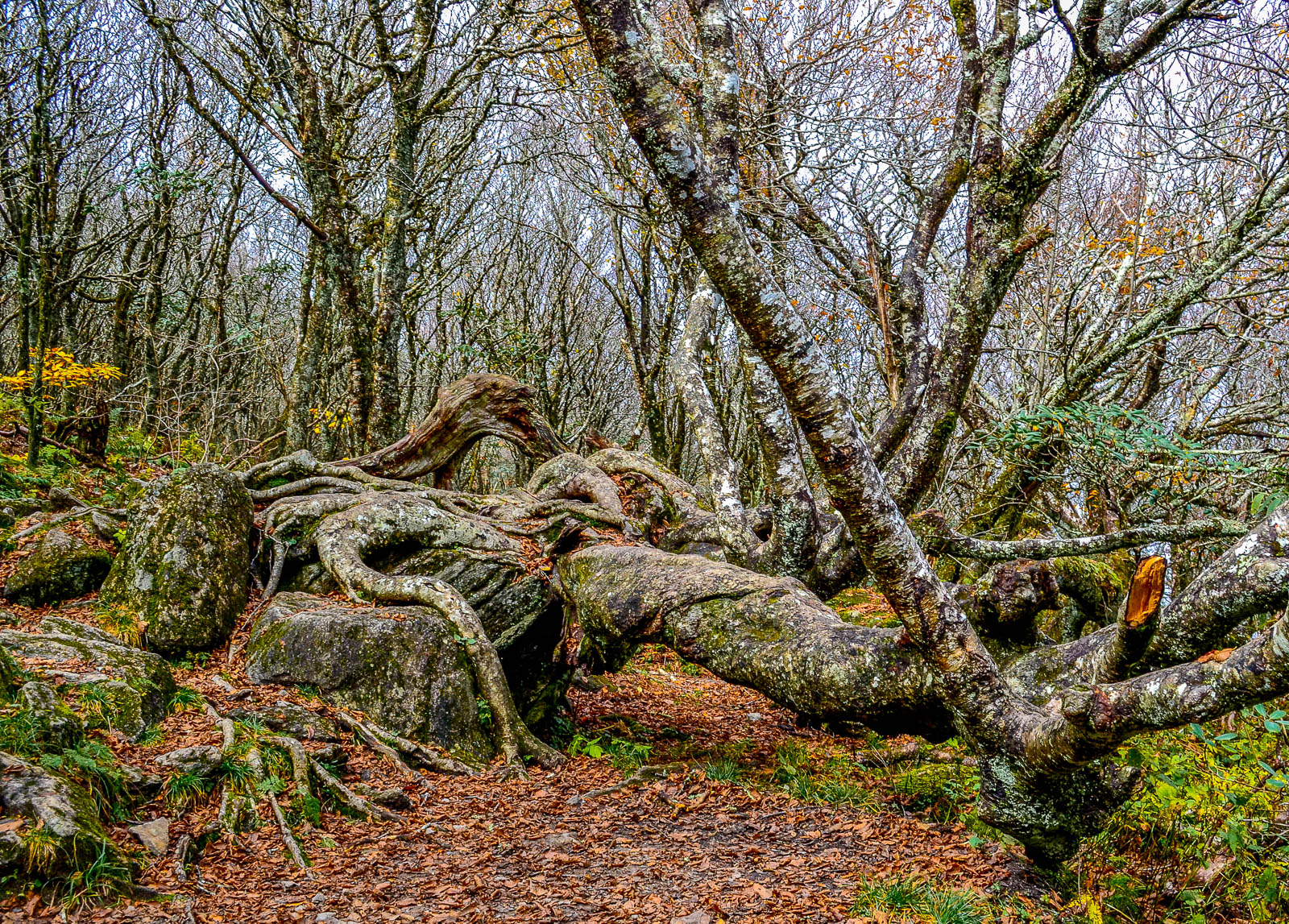 Guardian of the Forest Autumn