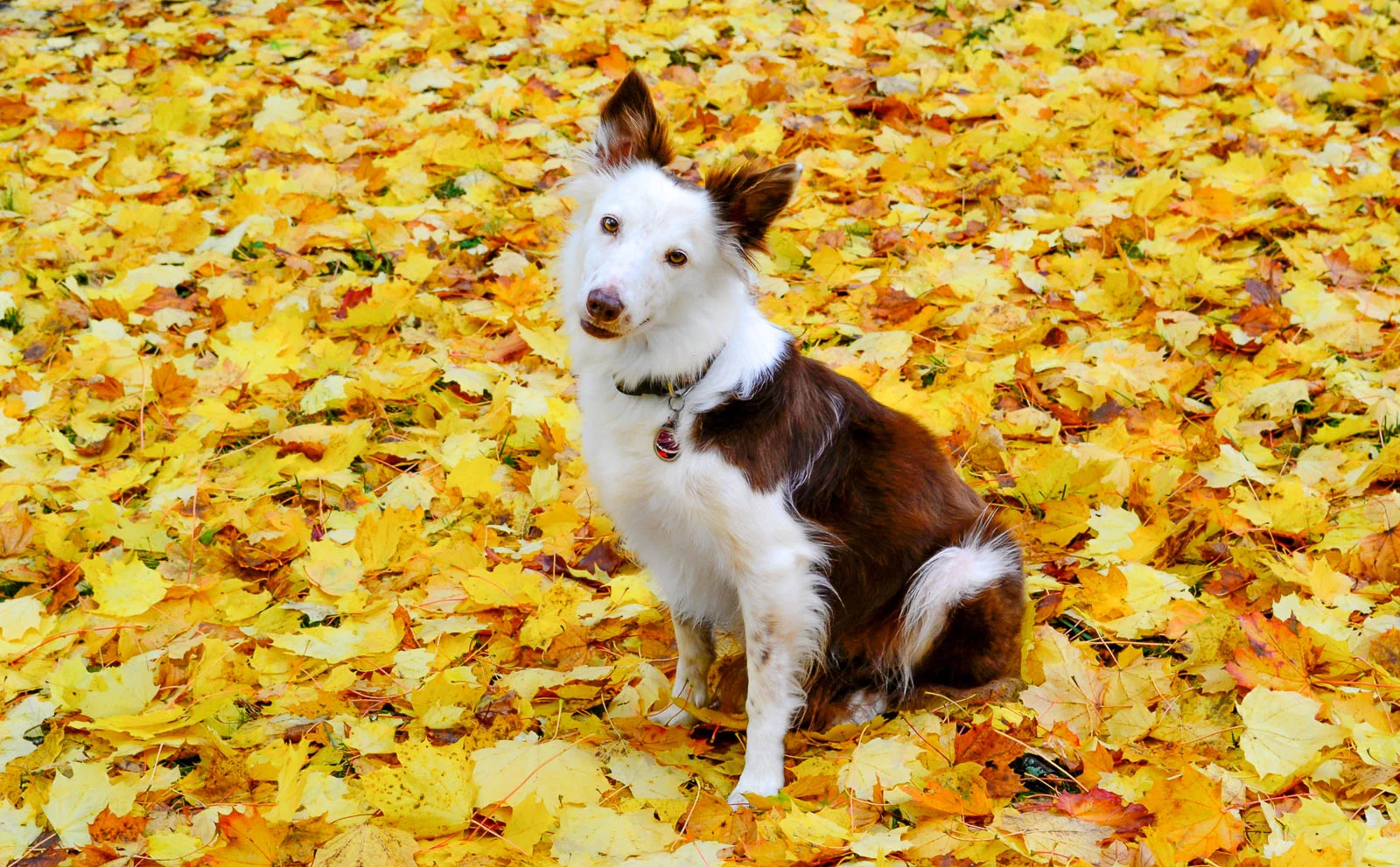 Autumn Dog
