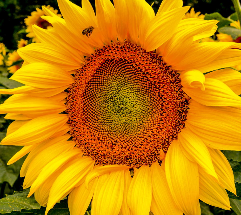 Eye of the Sun