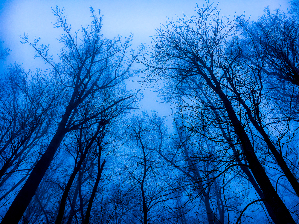 Blue Fog