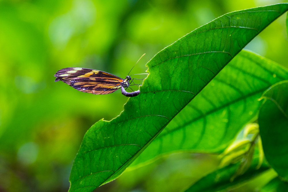 Spotted Longwing Butterfly