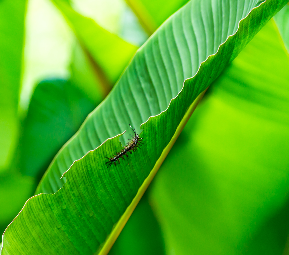 Insect Symetry 