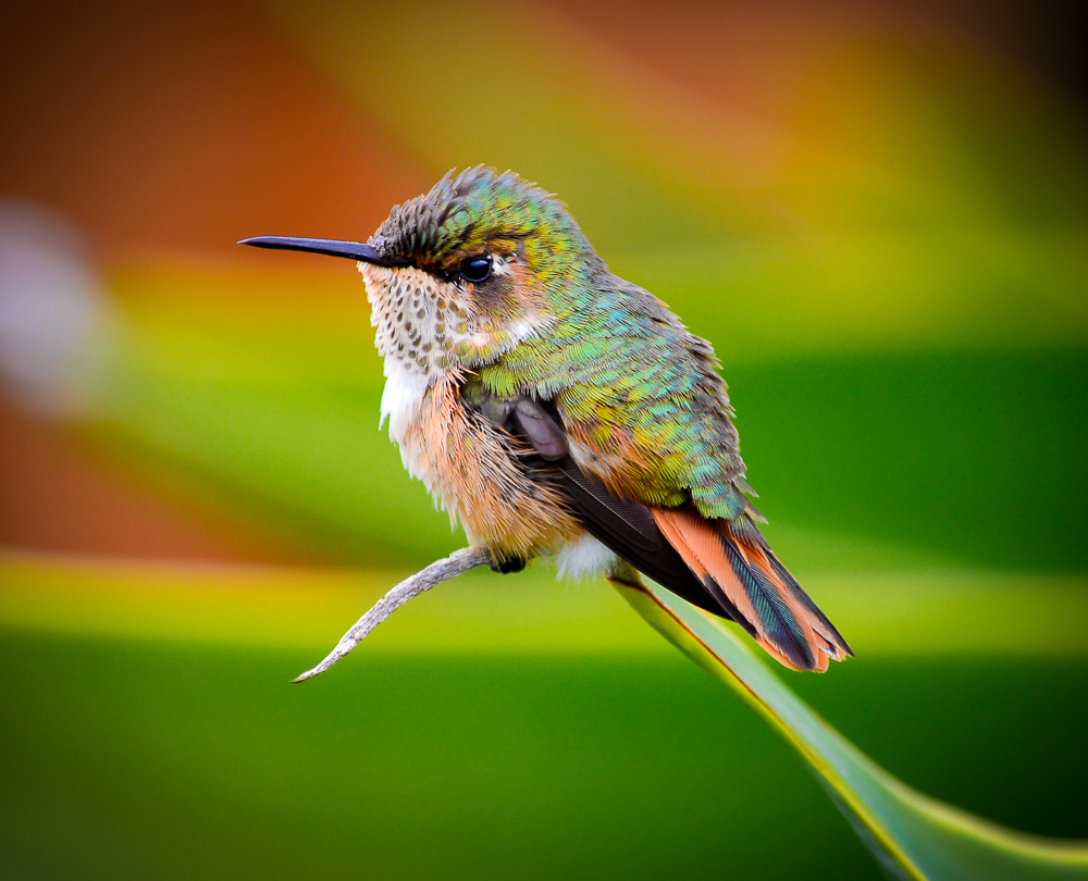 Volcano Hummingbird