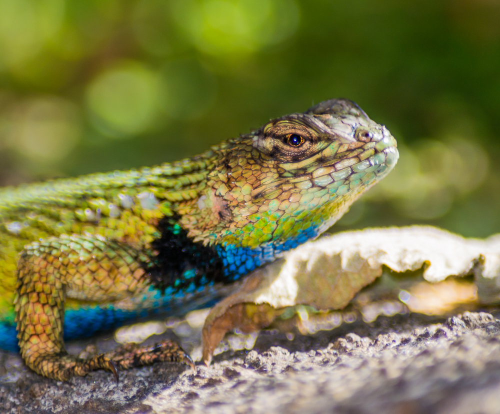 Emerald Swift Lizard