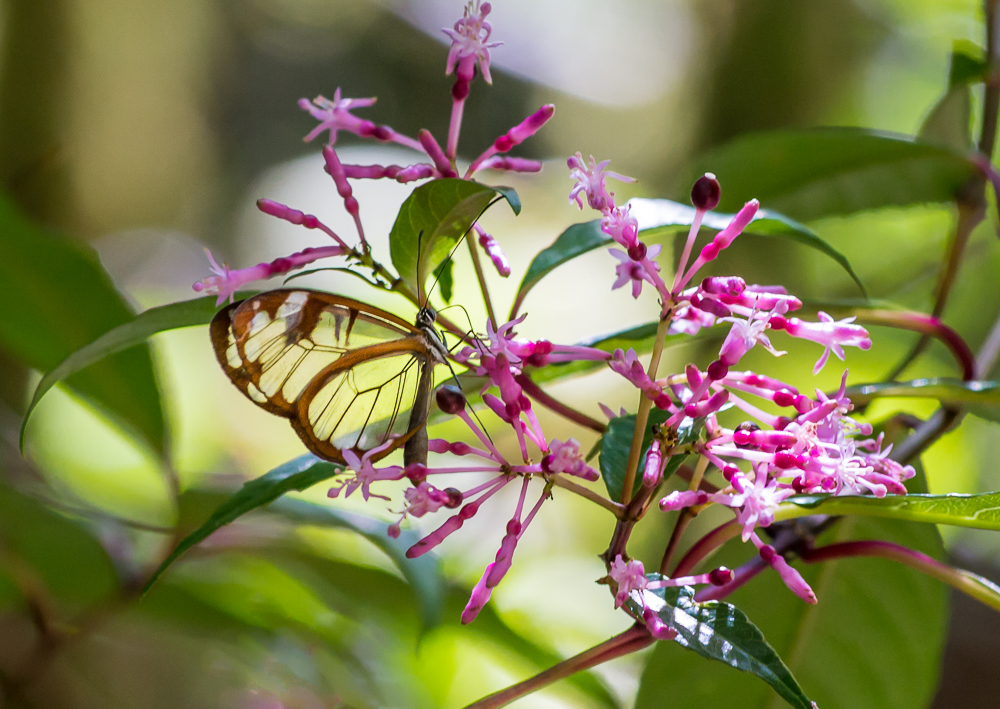 Glasswing Butterfly