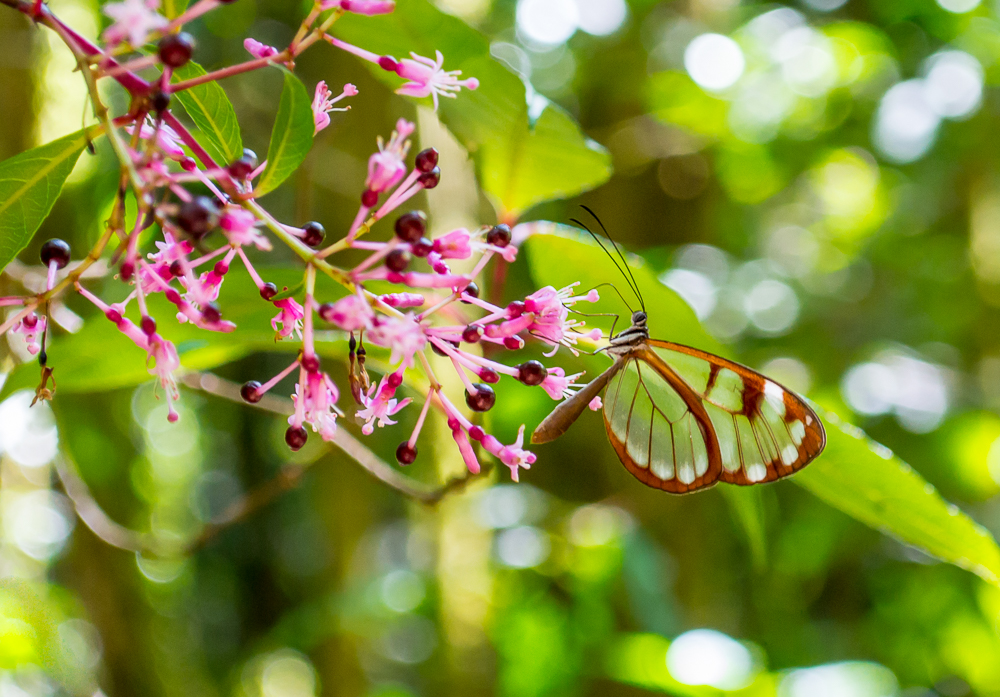 Glasswing Butterfly