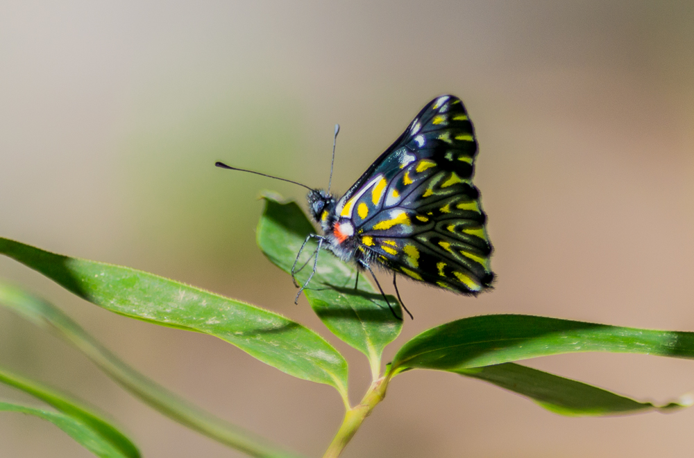 butterfly black yellow web_DSC0949.jpg