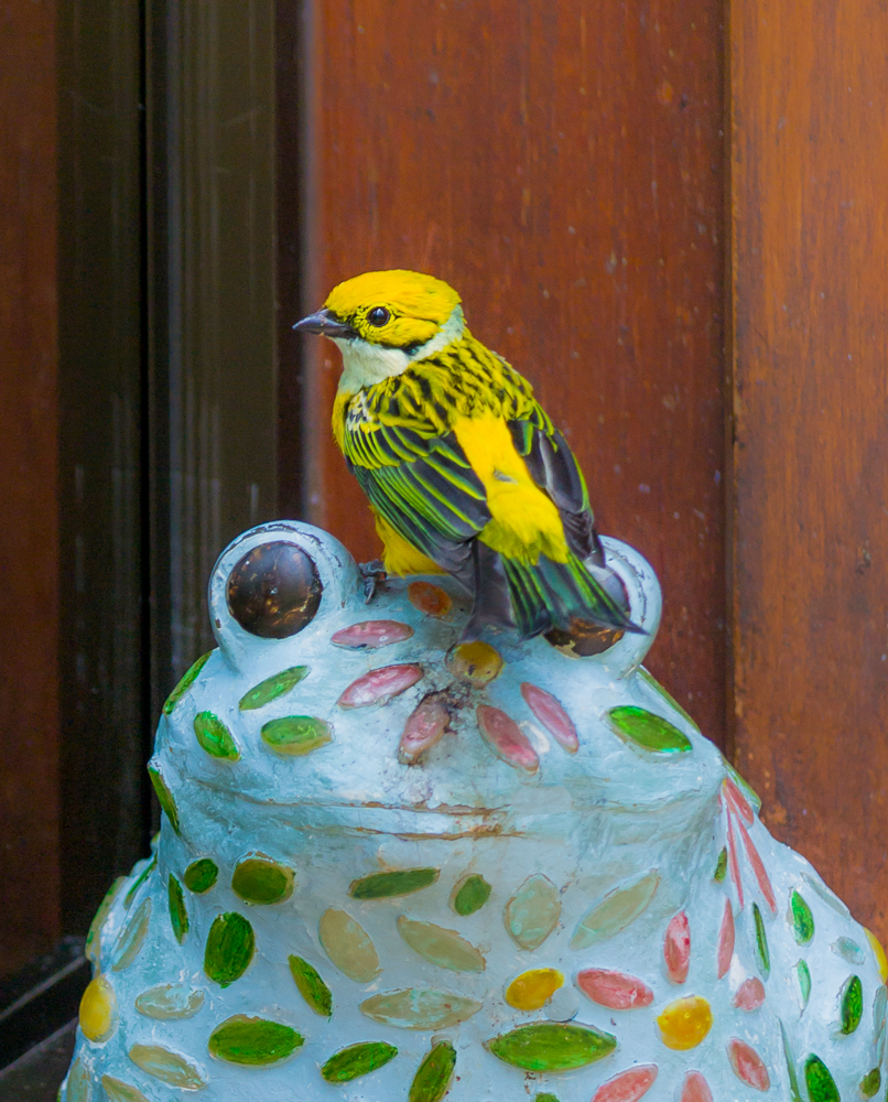 Silver Throated Tanager