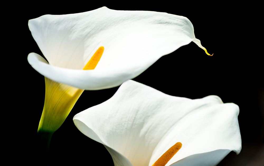 Calla Lilly