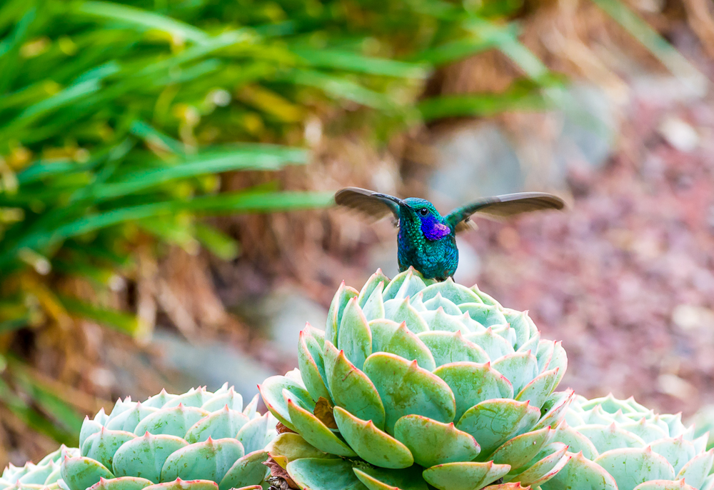 hummer flapping web_DSC0410.jpg