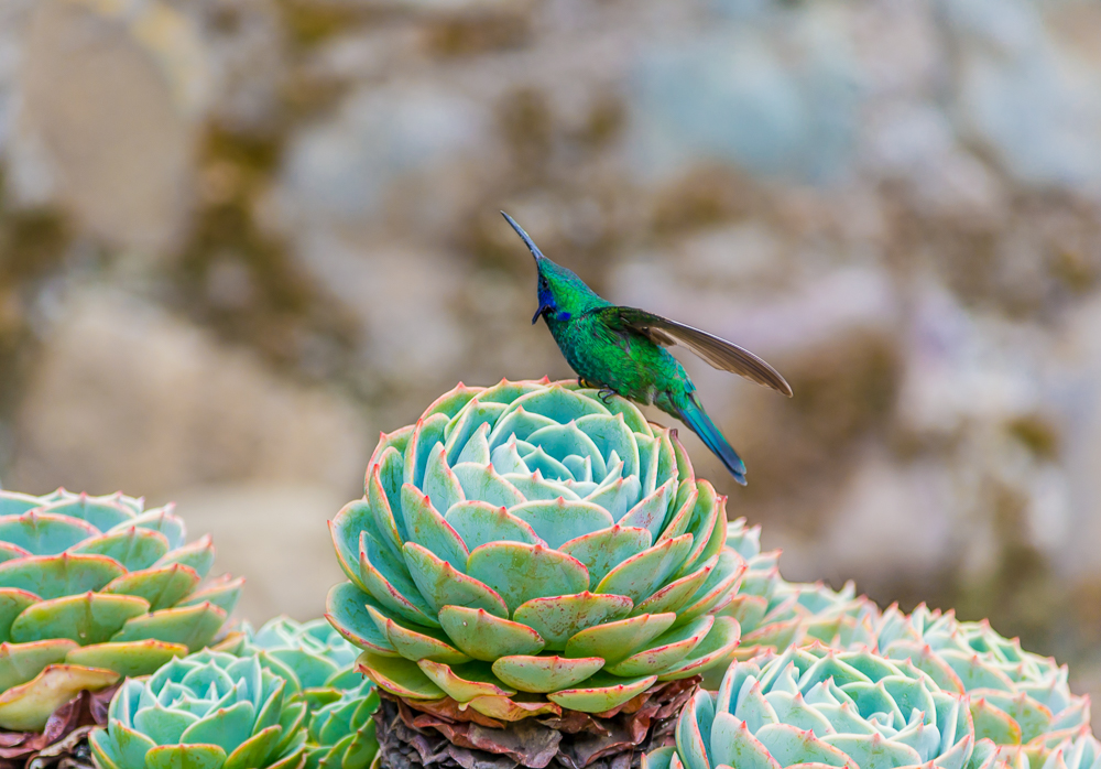 hummer pointing up succulant web_DSC0394.jpg