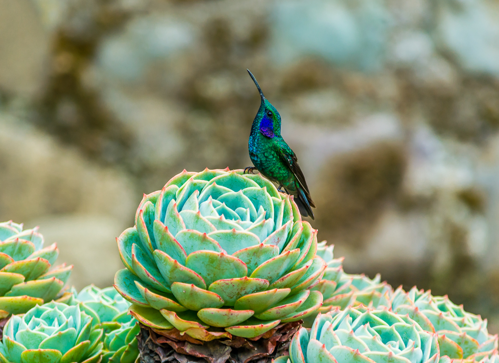 hummer succulent web_DSC0383.jpg