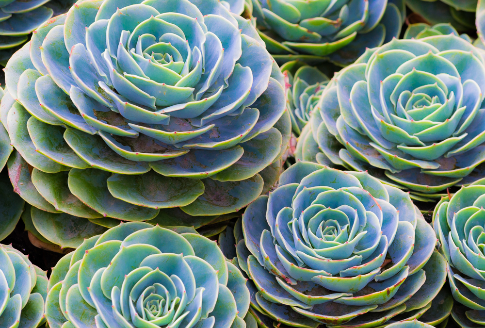 succulent web_DSC0299.jpg