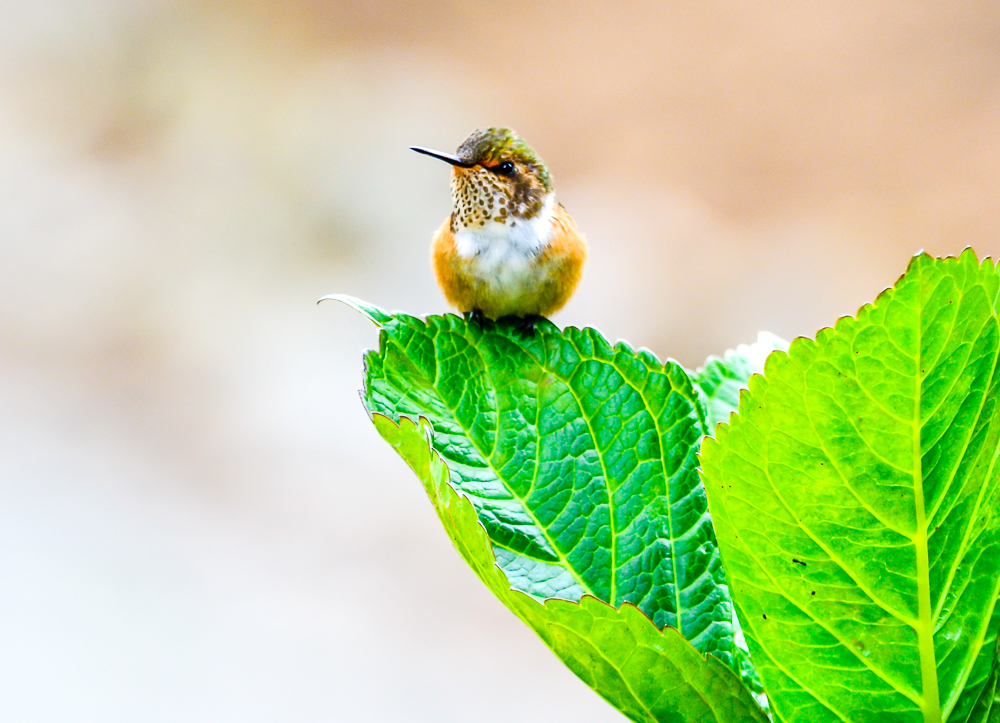 Volcano Humingbird