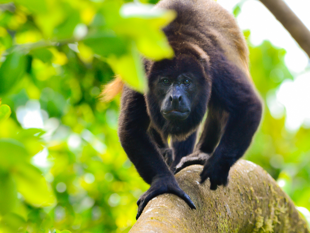 Howler Moneky