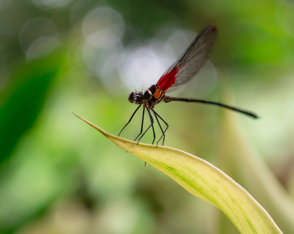 Dot Winged Rubyspot Dragonfly