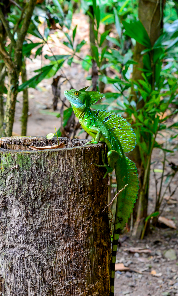 Jesus Christ Lizard