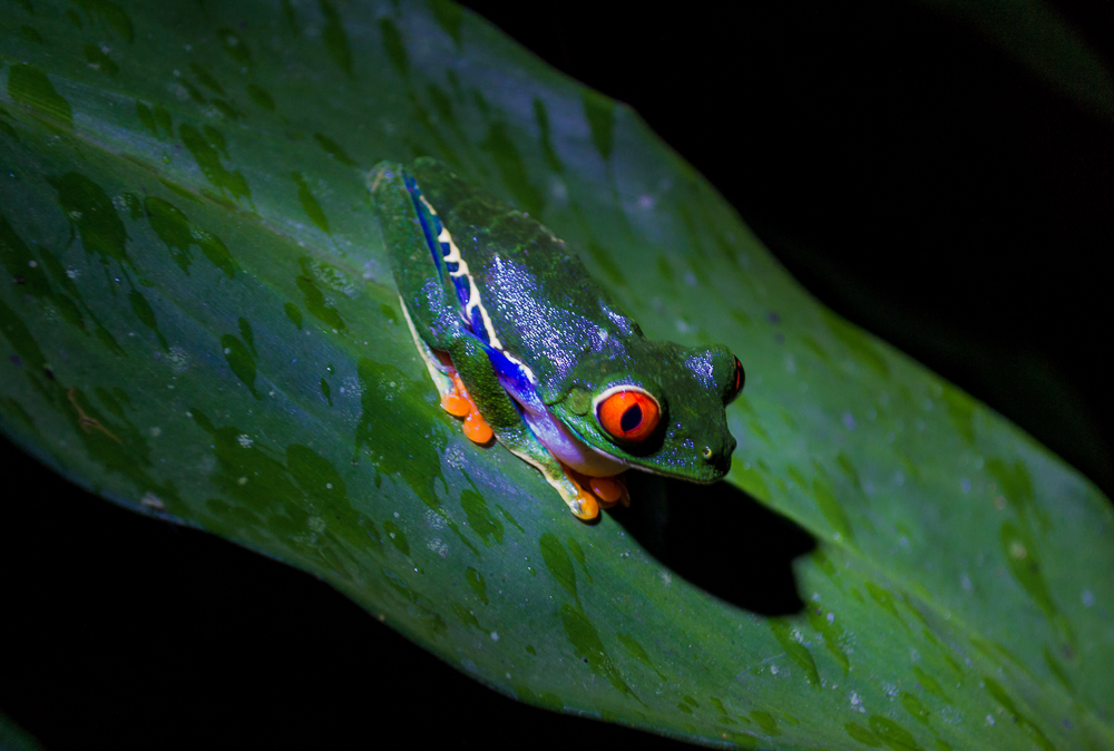 Red Eye Tree Frog
