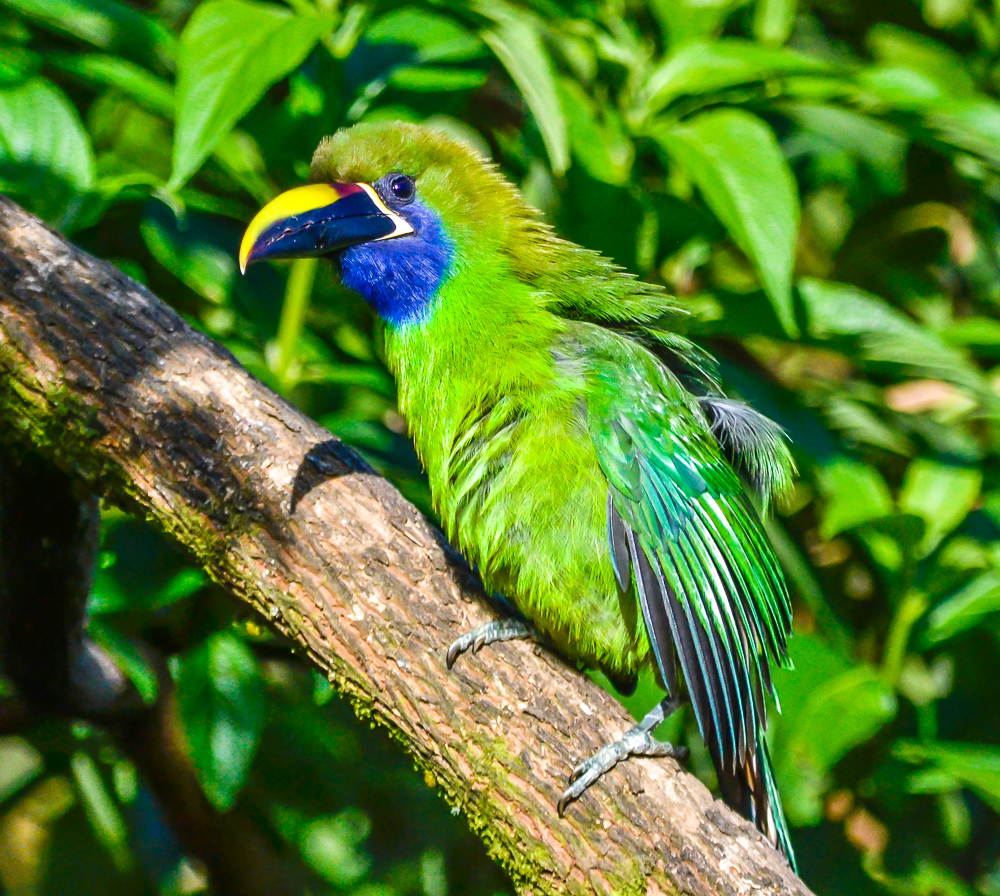 Emerald (Blue-throated) Toucanet