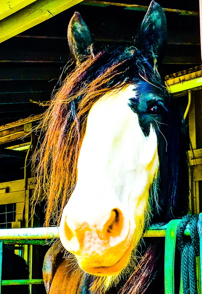 Royalty of the Horse Kind