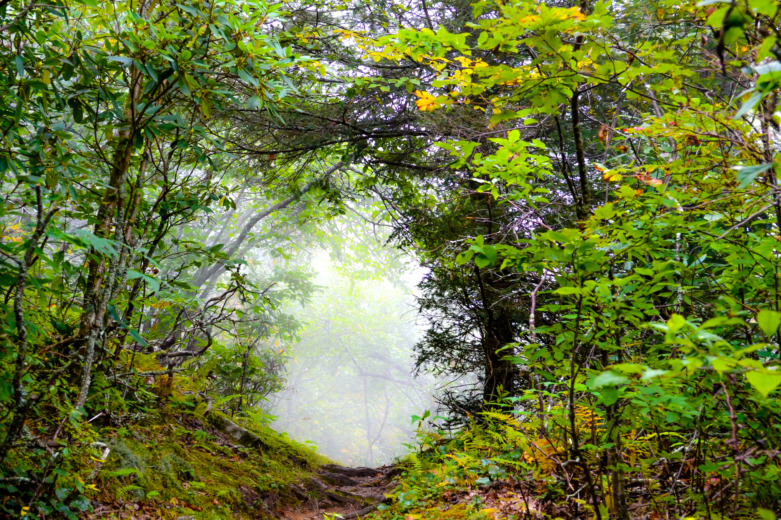 Into the Mist