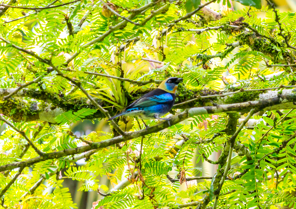 Golden-Hooded Tanager