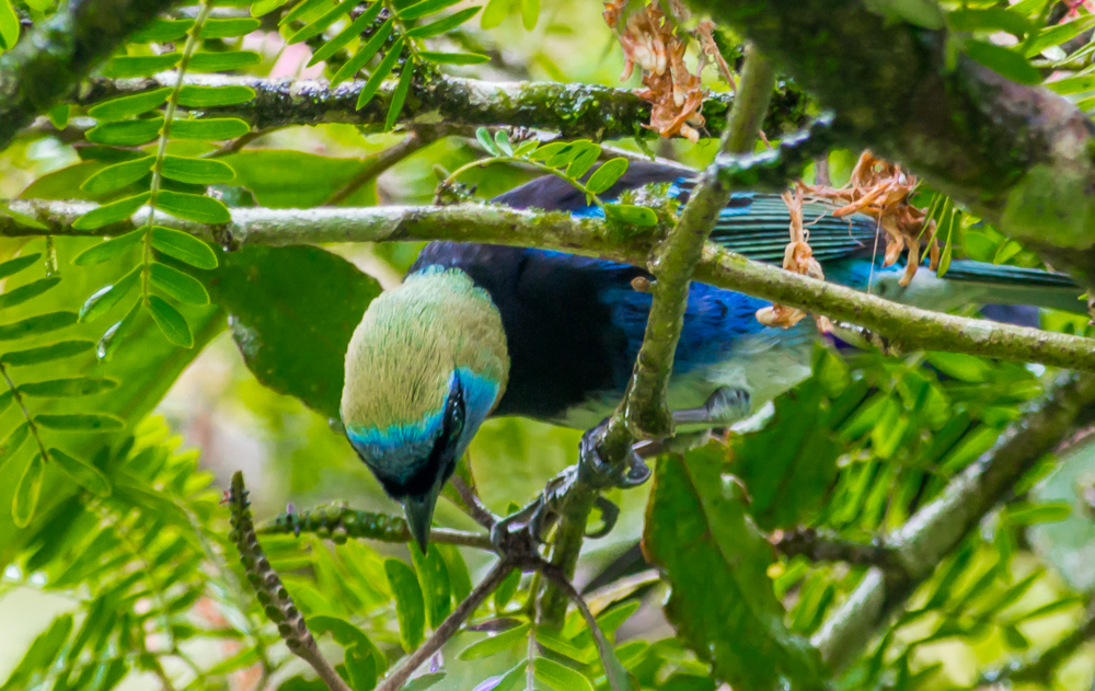 Golden-Hooded Tanager