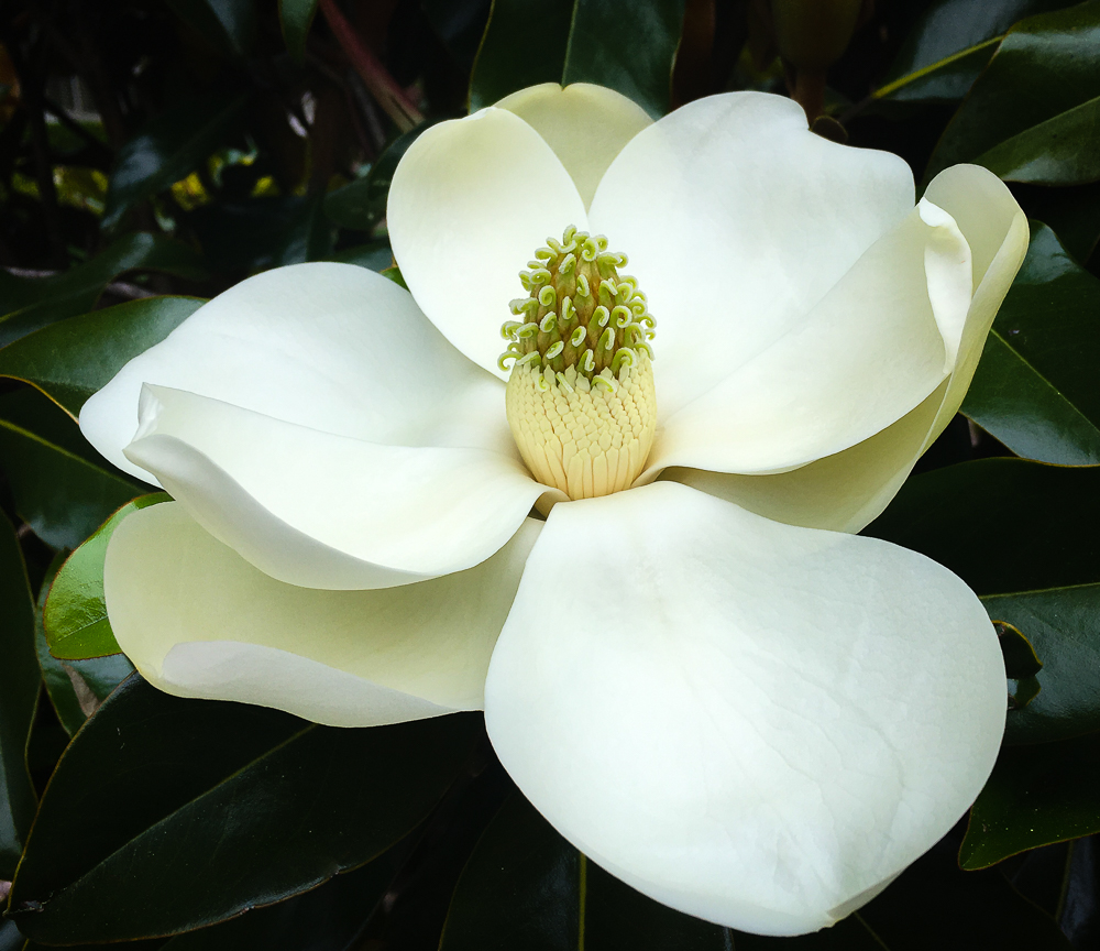 Magnolia Bliss