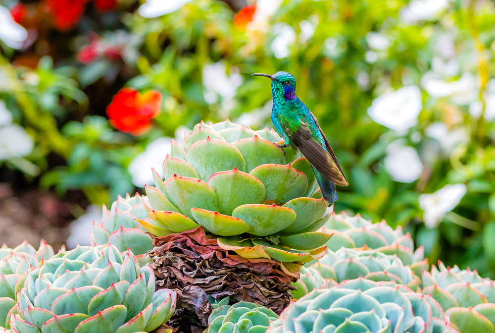 Violet Ear Hummer