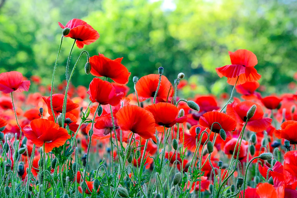 Poppies