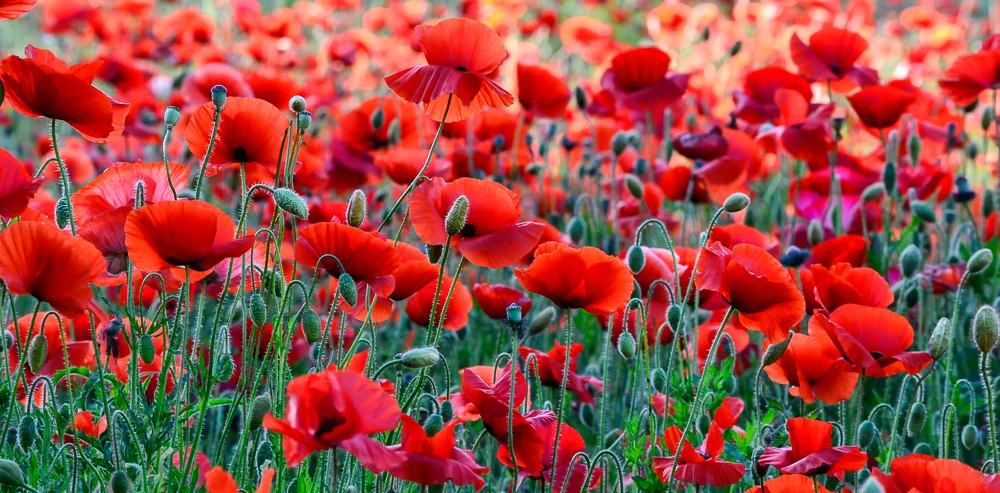 More Poppies