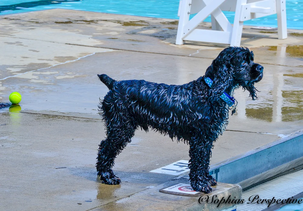 black dog 22.jpg