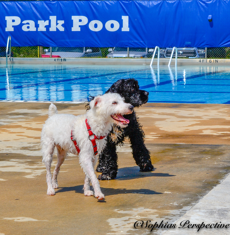 White and Black dog.jpg