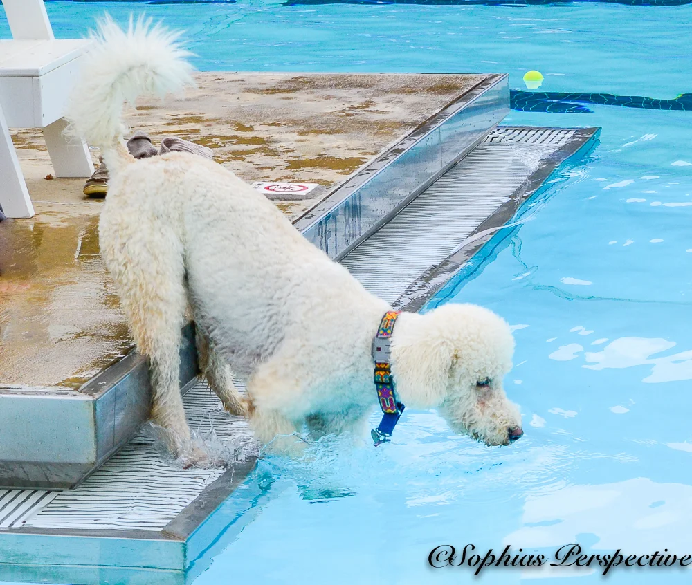 poodle leaning in.jpg