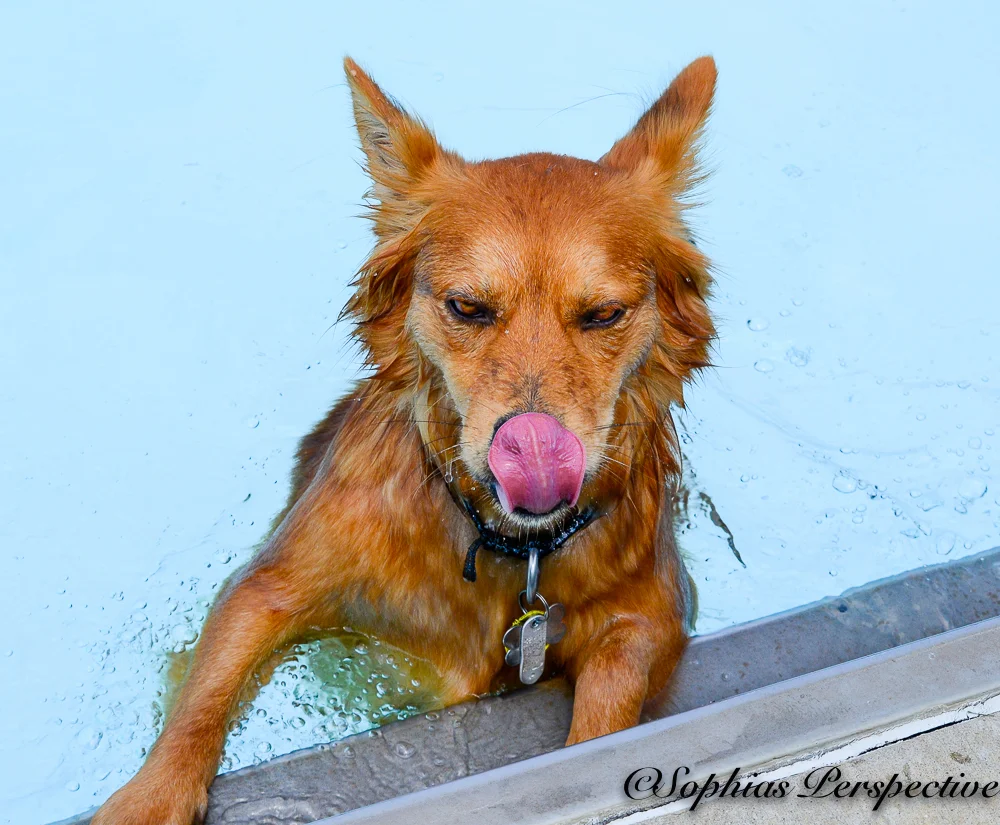 foxy tongue.jpg