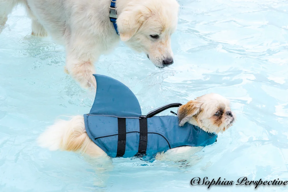 shark and friend.jpg