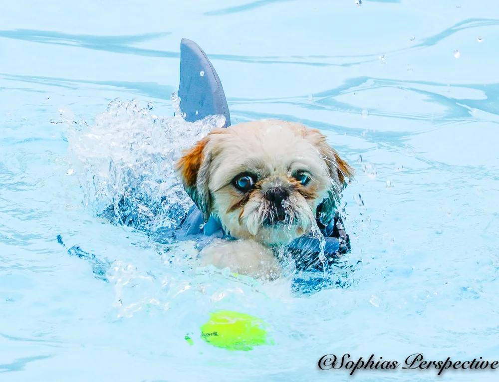 shark solo.jpg