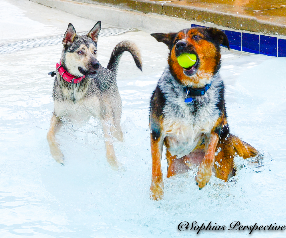 husky and friend.jpg