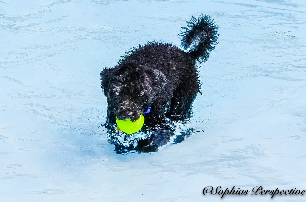 tiny black with ball.jpg