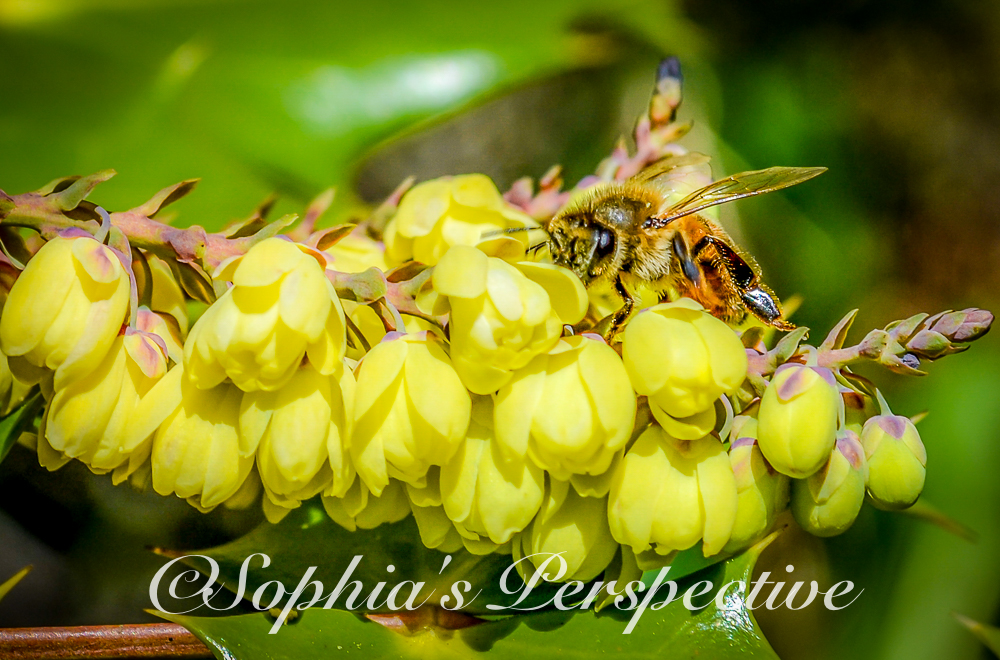 honeybee on yellow flower fb.jpg
