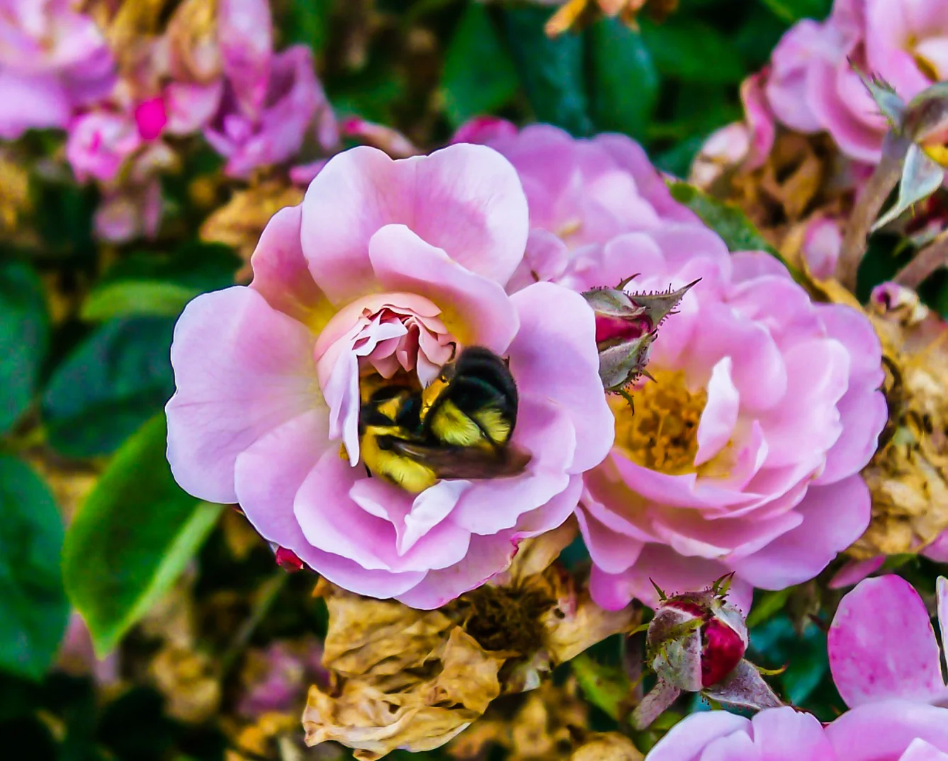 Bee's Delight