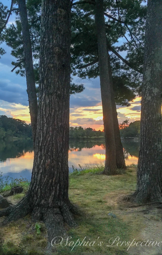 beaverdam lake behind trees.jpg