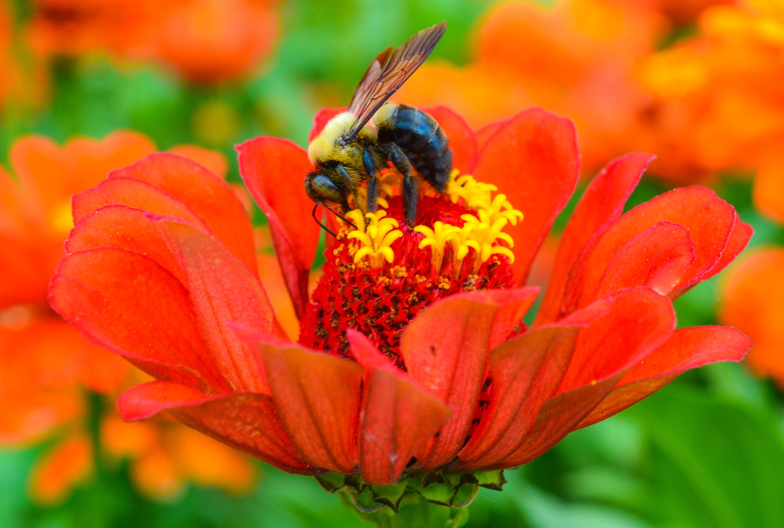 bee eye DSC_0156-3eye of the beeFS.jpg