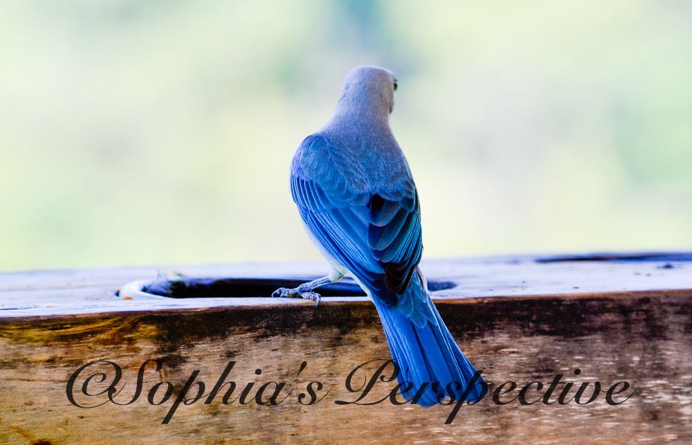 blue bird costa fb.jpg