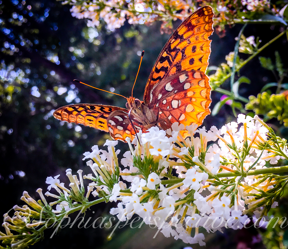 butterfly orange fb.jpg