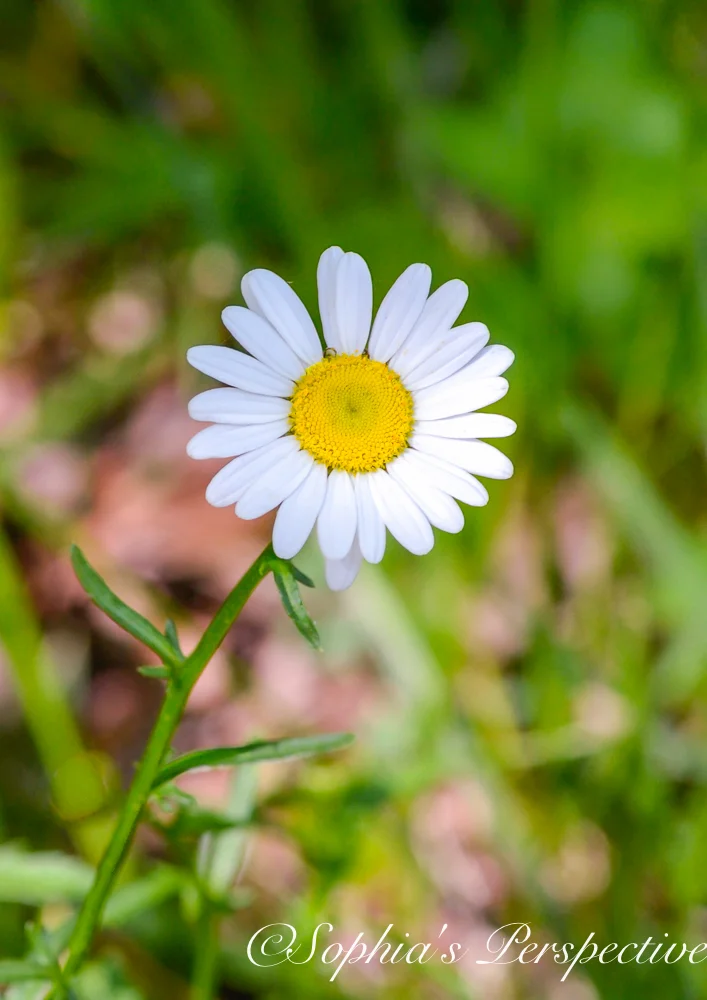daisy 1 fb.jpg