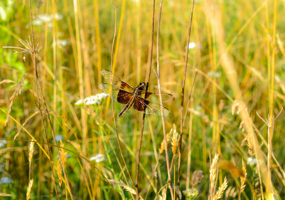 dragonfly field hawk ivy web.jpg