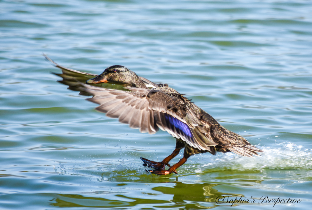 duck landing.jpg