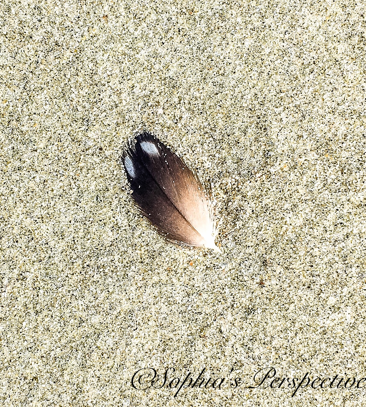 feather tiny seabrook.jpg